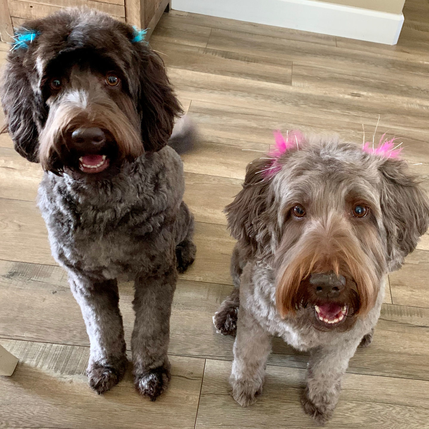Nala & Whitney